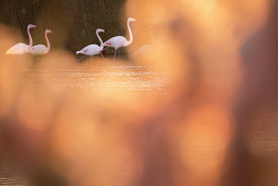 BUITEN BEELD Foto: 330658