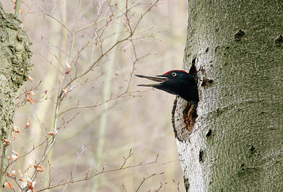 BUITEN BEELD Foto: 330671