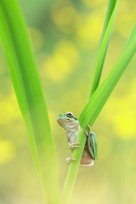 BUITEN BEELD Foto: 330677