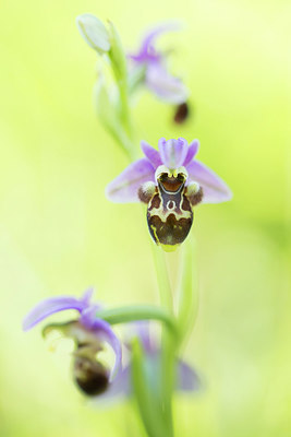 BUITEN BEELD Foto: 330694