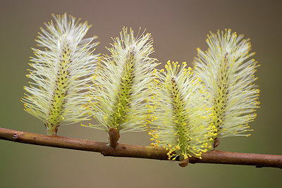 BUITEN BEELD Foto: 330741