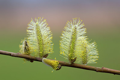 BUITEN BEELD Foto: 330742