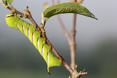 BUITEN BEELD Foto: 330746