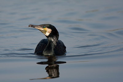 BUITEN BEELD Foto: 330847