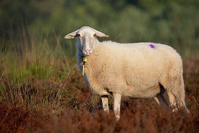 BUITEN BEELD Foto: 330855