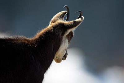 BUITEN BEELD Foto: 330863