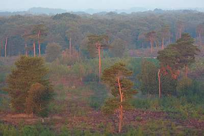 BUITEN BEELD Foto: 330893