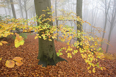 BUITEN BEELD Foto: 330925