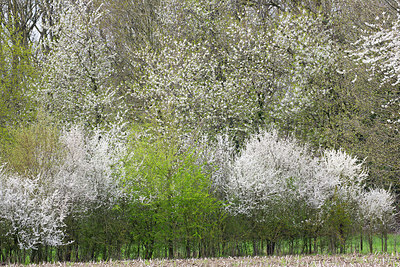 BUITEN BEELD Foto: 330938