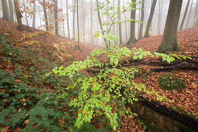 BUITEN BEELD Foto: 331091