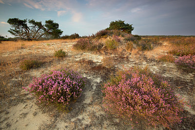 BUITEN BEELD Foto: 331105
