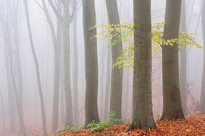 BUITEN BEELD Foto: 331182