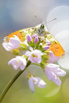 BUITEN BEELD Foto: 331199