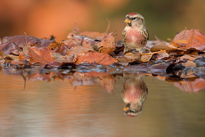 BUITEN BEELD Foto: 331245