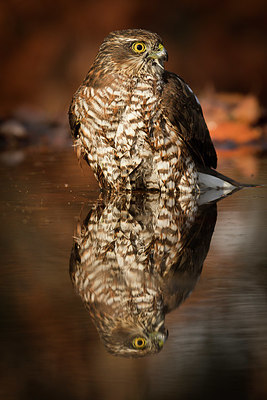 BUITEN BEELD Foto: 331250