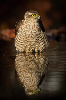 BUITEN BEELD Foto: 331251