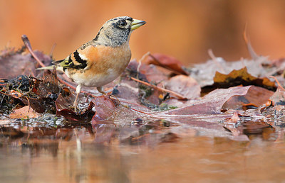 BUITEN BEELD Foto: 331269