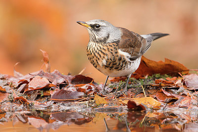 BUITEN BEELD Foto: 331272