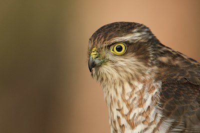 BUITEN BEELD Foto: 331275