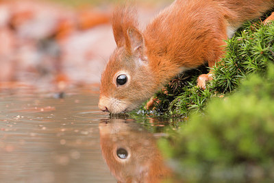 BUITEN BEELD Foto: 331278