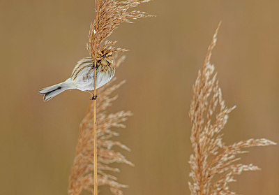 BUITEN BEELD Foto: 331281