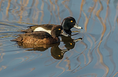 BUITEN BEELD Foto: 331285