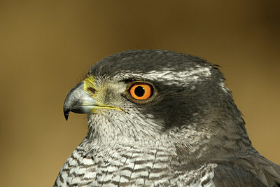 BUITEN BEELD Foto: 331302