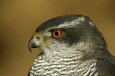 BUITEN BEELD Foto: 331305
