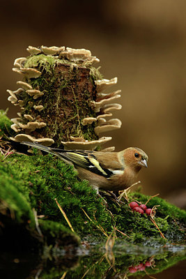 BUITEN BEELD Foto: 331307