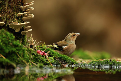 BUITEN BEELD Foto: 331308