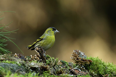 BUITEN BEELD Foto: 331312