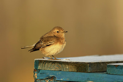 BUITEN BEELD Foto: 331315
