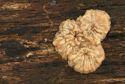 BUITEN BEELD Foto: 331348