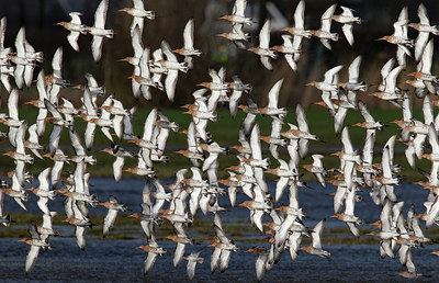 BUITEN BEELD Foto: 331366