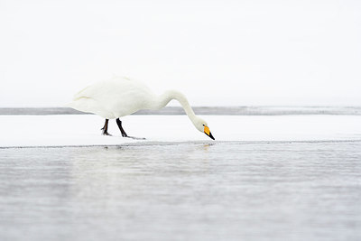 BUITEN BEELD Foto: 331391