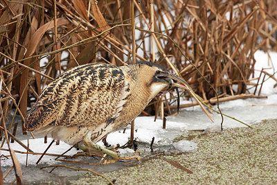 BUITEN BEELD Foto: 331418