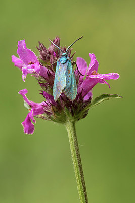 BUITEN BEELD Foto: 331448