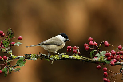 BUITEN BEELD Foto: 331461