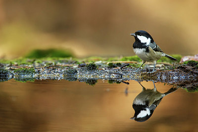 BUITEN BEELD Foto: 331463