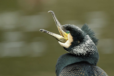 BUITEN BEELD Foto: 331466