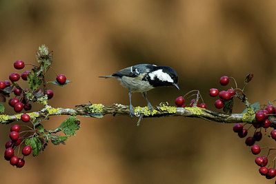 BUITEN BEELD Foto: 331467