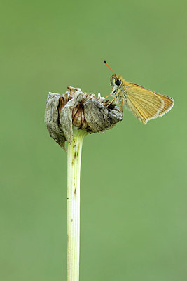 BUITEN BEELD Foto: 331491