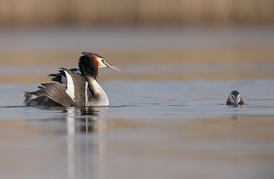 BUITEN BEELD Foto: 331512