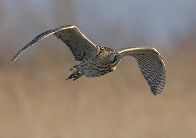 BUITEN BEELD Foto: 331547