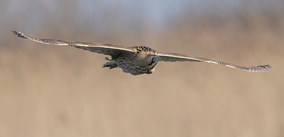 BUITEN BEELD Foto: 331548