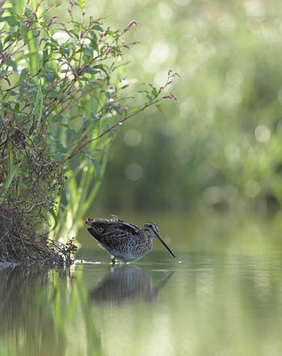 BUITEN BEELD Foto: 331558