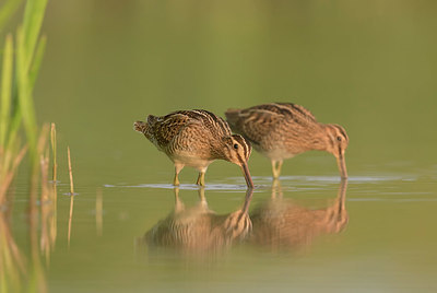 BUITEN BEELD Foto: 331564