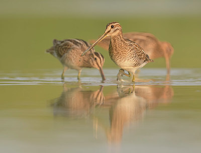 BUITEN BEELD Foto: 331565
