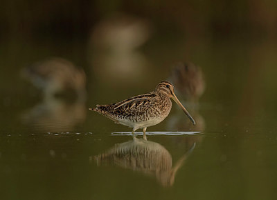 BUITEN BEELD Foto: 331572