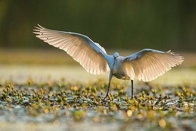 BUITEN BEELD Foto: 331620